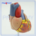 Tamanho de vida PNT-0400 anatômico - Modelo de Coração Humano / PVC coração modelo médico